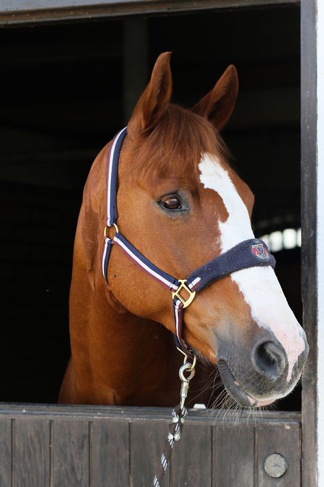 Light Brown Horse, Chestnut Horses, Animal Photoshoot, Horse Aesthetic, Horse Stalls, Dressage Horses, Chestnut Horse, Brown Horse, Horse Crazy