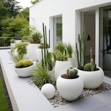 Contemporary Potted Plants Outdoor, Large Potted Succulents Outdoor, White Stones Landscape, Landscape Design Australian, White Stone Landscaping Ideas, White Pebbles Landscape, Cactus In Pots Outdoor, Modern Plants Outdoor, Beautiful Gardens Landscape