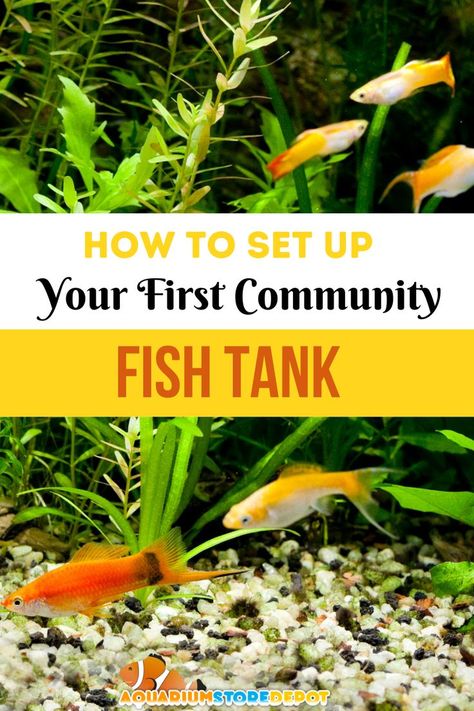 community fish Community Fish Tank, Aquarium Store, Community Tanks, Freshwater Aquarium Fish, Fish Species, Fish Care, One Fish, Reef Tank, Aquarium Fish Tank