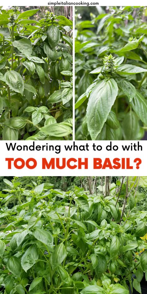 Not sure what to do with all your basil? These basil tips will help any level gardener know how to manage, harvest and preserve their basil leaves so nothing goes to waste! via @simpleitalian What To Do With Extra Fresh Basil, Saving Basil Leaves, What To Do With Lots Of Basil, How To Save Basil Leaves, Ways To Use Basil Leaves, What To Use Basil For, What To Do With Excess Basil, Extra Basil What To Do With, What To Do With Fresh Basil Leaves