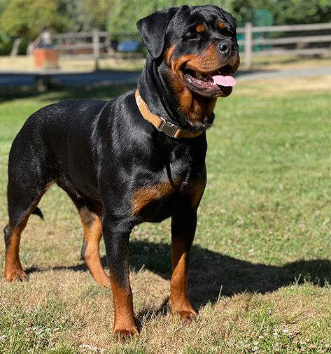 Female Rottweilers are friendly in nature and don't have too many mood swings. At Vom Hause Stan, you can adopt purebred female Rotties, both puppies and adults. They are bred in AKC guidelines and are perfect examples of their breed. Visit us to know more. Female Rottweiler, Dog Treat Toys, Personality Growth, Growth Chart, Mood Swings, Mans Best Friend, Rottweiler, Dog Treats, In Nature