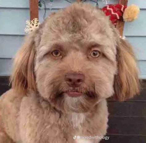 Weird Looking Animals, Family Guy Funny Moments, Ugly Dogs, Goofy Dog, Scary Dogs, Dog Suit, Funny Animal Photos, Up Dog, Maltese Puppy