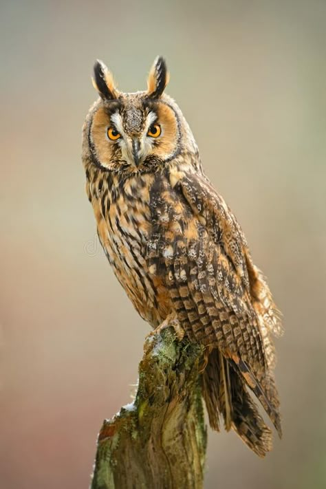 Long Eared Owl Tattoo, Owl Habitat, Owl Sounds, Owl Species, Spotted Owl, Saw Whet Owl, Long Eared Owl, Owl Nursery, Barred Owl