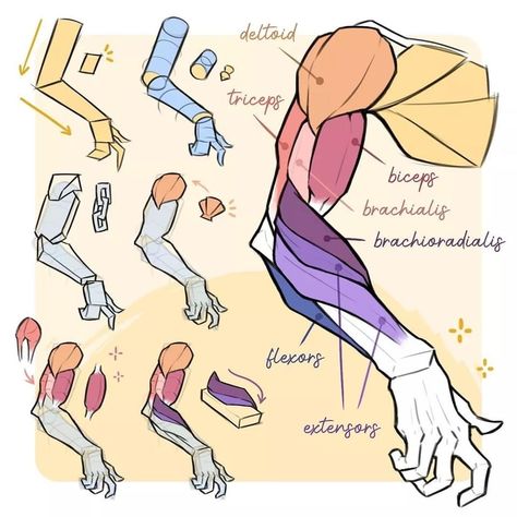 Forearm Drawing Tutorial, Muscle Anatomy Drawing Female, Arm Women Reference, Proko Anatomy Arm, Drawing Arms Tutorial, How To Draw An Arm, Muscle Anatomy Drawing Reference, Body Muscles Anatomy Drawings, Muscle Arm Drawing