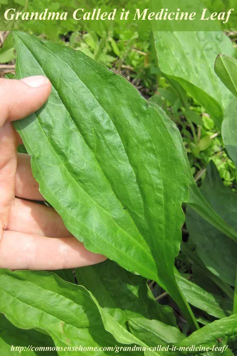 Grandma called it Medicine leaf - common plantain, known as "life medicine" can be used for treating bites and stings, sunburn and other skin ailments. Medicinal Weeds, Medicinal Herbs Garden, Natural Healing Remedies, Healing Plants, Herbal Healing, Cold Home Remedies, Herbs For Health, Natural Therapy, Healing Herbs