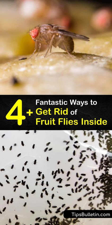 When you have a fruit fly infestation, apple cider vinegar is your best friend. Learn how to make a super-effective fruit fly trap with dish soap, vinegar, and a little plastic wrap. Fight fruit flies with practical DIY solutions and inexpensive ideas. #remove #fruit #flies #inside Fruit Fly Infestation How To Get Rid, Fruit Fly Trap Apple Cider Vinegar, Fruit Fly Spray, Getting Rid Of Nats, Homemade Fruit Fly Trap, Fruit Fly Killer, Fruit Fly Trap Diy, Fruit Fly Traps, Fly Infestation