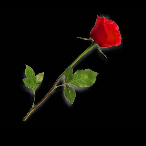 Gulab Png Hd, Gulab Phool Png, Gulab Background, Gulab Png, Dil Png Hd, Gulab Full Photo, Dil Png, Rose On Fire, Png Pic