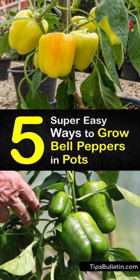 Peppers In Pots, Growing Green Peppers, Grow Bell Peppers, Peppers Growing, Growing Bell Peppers, Growing Vegetables Indoors, Growing Food Indoors, Growing Vegetables In Pots, Growing Peppers