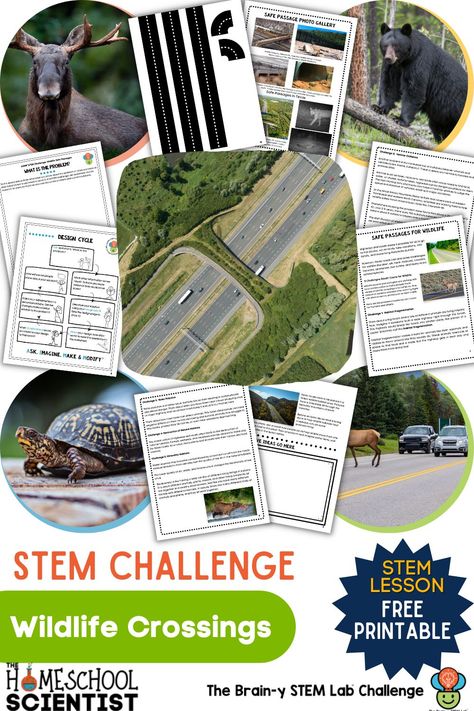 STEM activity for kids that covers animals and wildlife crossings. Comes with a printable and is ready to use. Includes informational reads on wildlife crossings, then STEM challenge sheets. Wildlife Activities For Kids, Simple Stem Challenges, Stem Activity For Kids, Conservation Activities, After School Care, Stem Activities For Kids, Animal Movement, Animal Conservation, Cycling Design