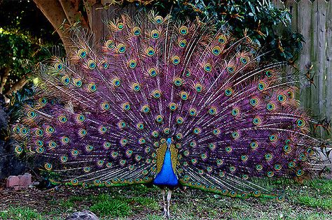 Reminds me of a peacock I saw in 1967, but that's another story. This one was in our front yard today. Majestic Birds, Purple Peacock, Peacock Colors, Exotic Birds, Peacock Feathers, Pretty Birds, Colorful Birds, Birdy, Color Themes