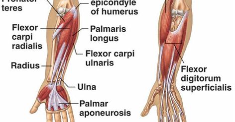 The #pronator teres (or pronator teres #muscle, latin: #musculus_pronator teres) is a quadrangular, superficial muscle that belongs to the #anterior_muscle group of the #forearm and lies in the first, most superficial layer. #pronator_teres #muscle #medial_supracondylar_ridge #radius #ulnar_artery #radial_artery #median_nerve #pronation #forearm #flexes #elbow Cubital Fossa, Pronator Teres, Anatomi Dan Fisiologi, Human Muscle Anatomy, Median Nerve, Forearm Muscles, Nursing School Studying, Muscle Anatomy, Carpal Tunnel