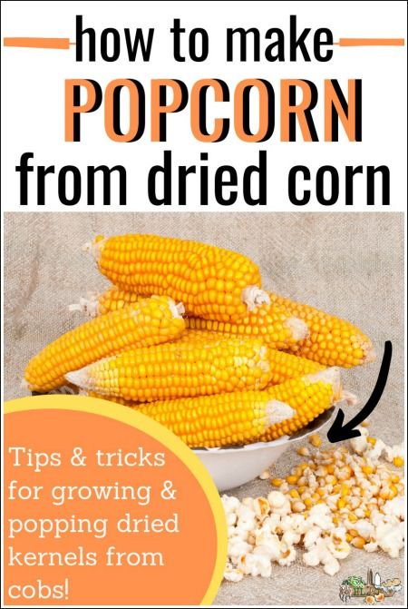 Growing Popcorn, Corn Cob Jelly, How To Make Popcorn, Diy Popcorn, How To Make Corn, Cover Crops, Homesteading For Beginners, Homemade Popcorn, Popcorn Kernels