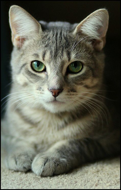 Cute Cats And Kittens, Cat Portraits, 인물 사진, Cats Meow, Pretty Cats, Tabby Cat, Beautiful Cats, Baby Cats