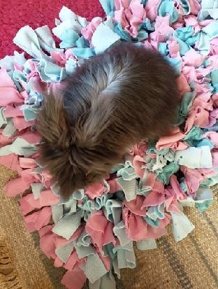 Snuffle mat for bun | BinkyBunny Bunny Snuffle Mat, Rabbit Foraging Mat Diy, Diy Rabbit Forage Mat, Diy Snuffle Mat For Rabbits, Cat Snuffle Mat, Flemish Rabbit, Crafts For Pets, Bunny Tips, Dog Snuffle Mat