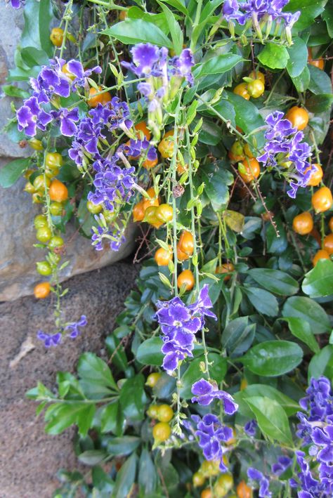 Golden Dewdrop tree- after its frilly purple flowers the orange/yellow seeds appear, hence its name Golden Dewdrop. Located in our BACK garden area close to the house. Blooms in the Summer (June) Tropical Aviary, Duranta Erecta, Plantas Exterior, Natural Inspiration, Green Inspiration, Sloped Garden, Unusual Plants, Flower Landscape, Flower Care