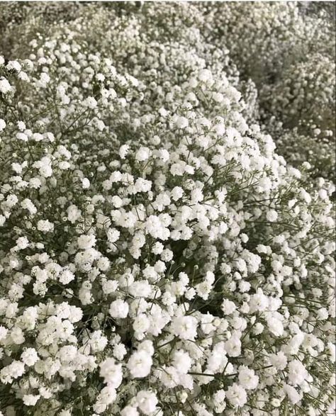 Baby's-breath Flower, Small White Flowers Aesthetic, Baby Breath Flower Aesthetic, Baby's Breath Aesthetic, Baby Breath Aesthetic, Gypsophila Aesthetic, Babys Breath Aesthetic, White Flower Aesthetic, White Flowers Aesthetic