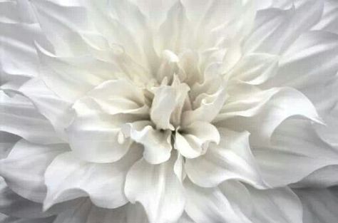 Worldly thought Dahlia Aesthetic, White Dahlia, Post Holiday, Mama Style, Virtual Stylist, Weekend Plans, Flower Images, Horticulture, People Around The World