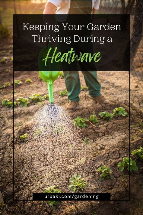 Don't let a heatwave ruin your garden! Our expert guide will help you prepare for extreme temperatures and keep your plants thriving. With our tips, you'll learn how to create the ideal growing conditions, including soil preparation, watering schedules, and shading techniques. We'll also share our top plant care tips for surviving a heatwave, from choosing heat-resistant plants to adequate ventilation. So don't wait until it's too late - start preparing now and enjoy a beautiful garden! Plant Care Tips, Growing Lavender, Diy Raised Garden, Raised Garden Beds Diy, Shading Techniques, Replant, Healthy Plants, Raised Garden, Raised Garden Beds