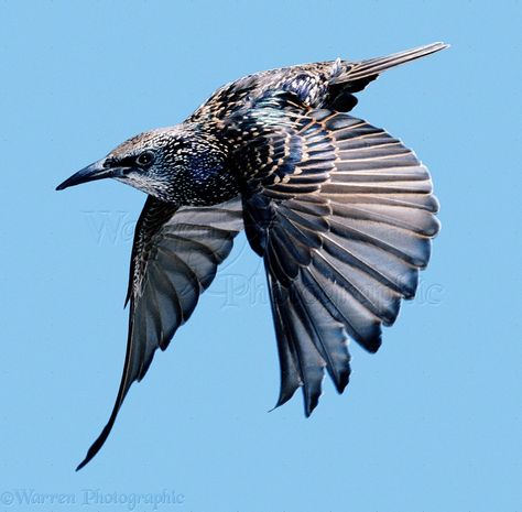 images of starlings in flight | Starling in flight Birds Flying Photography, Wings Ideas, European Starling, Flying Photography, Bird Flying, Bird Wings, Bird Artwork, Ap Art, All Birds