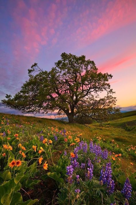 Whats Wallpaper, Lone Tree, 背景 シンプル, Tree Wallpaper, Foto Art, Alam Yang Indah, Nature Aesthetic, Beautiful Tree, Amazing Nature