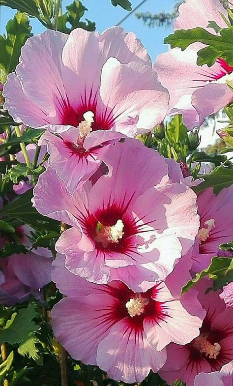 Hollyhocks Flowers, Pink Nature, Flower Meanings, Rose Of Sharon, Most Beautiful Flowers, Perennial Plants, Exotic Flowers, Flower Beauty, Flowers Nature