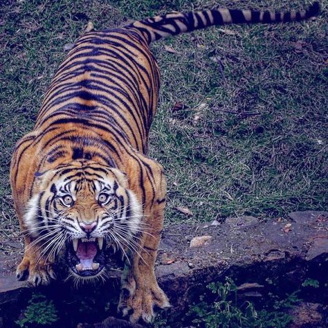 Tiger Attack, Tiger World, Big Cats Photography, Wild Animal Wallpaper, Cat Anatomy, Scary Animals, Tiger Pictures, Big Cats Art, Animal Reference