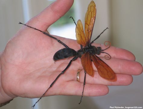 The Tarantula Hark. A wasp (yes, I said wasp) with the second most painful sting in the world. Native to S. America, they have been seen in the Southern U. S. Tarantula Hawk Wasp, Big Bugs, Tarantula Hawk, Cnidaria, Bug Collection, Bees And Wasps, Cool Bugs, The Sting, Beautiful Bugs