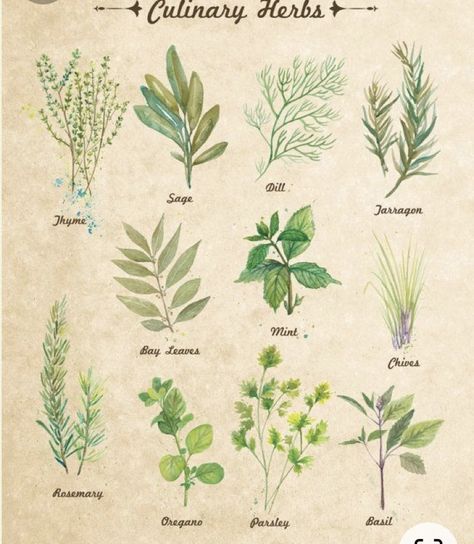 Vintage Herb Prints, Vintage Herbs, Large Wall Decor Bedroom, Herbs Illustration, Herb Art, Herb Prints, Staircase Wall Decor, Cute Wall Decor, Culinary Herbs