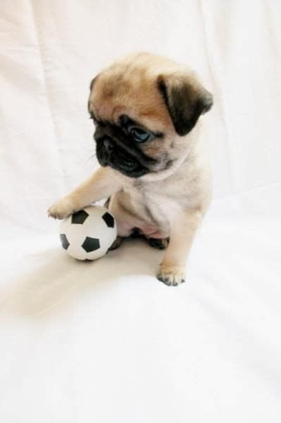 Imagenes+De+Los+Perritos+mas+Pequeños+Hermosos+Y+Tiernos Cute Pug Puppies, Baby Pugs, Super Cute Puppies, Tiny Puppies, Baby Animals Pictures, Pug Puppies, Cute Pugs