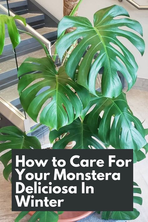 Winter care for your Monstera Deliciosa is essential to keep it thriving through the colder months. Learn the expert tips and tricks to provide the best care for your beloved plant during winter. Discover the ideal temperature, lighting, and watering requirements to keep your Monstera happy and healthy during the chilly season. IG Photo by: thegreeniory Monstera Variegata Alba, Variegated Monstera Plant, Planting Monstera Cuttings, Albino Monstera Plant, Albo Monstera Plant, Monstera Albo Care, Verigated Monstera, Types Of Monstera Plants, Monstera Deliciosa Indoor