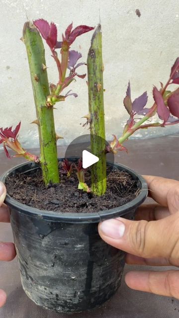 Muhammad Shehbaz on Instagram: "How to grow rose plant at home #garden #viral #reel #gardening #plants #reelinstagram #food #love" How To Grow Rose Plant From Rose Flower, Rose Planting Ideas How To Grow, How To Grow Plants At Home, Flower Plants For Home, Miracle Grow Diy, How To Plant Roses, Rose In Garden, Planting At Home, Home Vegetable Garden Design