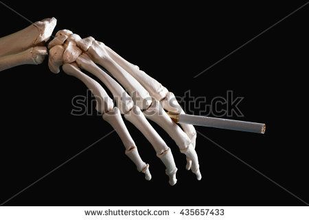 Skeleton hand holding cigarette Hand Bone Anatomy, Skeleton Hands Drawing, Hand Holding Something, Skeleton Hand Holding, Skeleton Parts, Skull Anatomy, Skull Reference, Skeleton Tattoos, Hand Photography