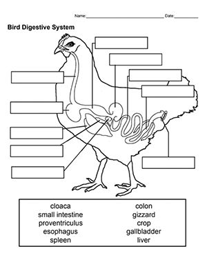 An image chicken focuses on the digestive system as part of an overall unit on comparative anatomy. Students label the organs. Chicken Diagram, Agriculture Education Lessons, Digestive System Activities, Anatomy Worksheets, Agriculture Education Classroom, Chicken Anatomy, Agriculture Classroom, Digestive System Worksheet, Ag Science