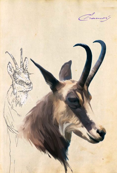 Chamois Painted Flask, Wild Goat, Alpine Ibex, Bass Fishing Shirts, Goat Art, Deer Art, Wildlife Paintings, Extinct Animals, Wildlife Artists