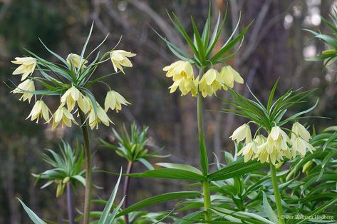 Photo of Fritillary (Fritillaria raddeana) uploaded by William Fritillaria Raddeana, Photo Location, My Garden, Patio Garden, Sweden, Google Search, Plants