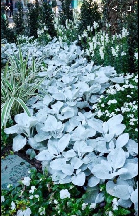 Senecio Angel Wings, White Flowers Garden, Witch Garden, Moon Garden, Night Garden, White Gardens, Pretty Plants, Shade Plants, Succulents Garden