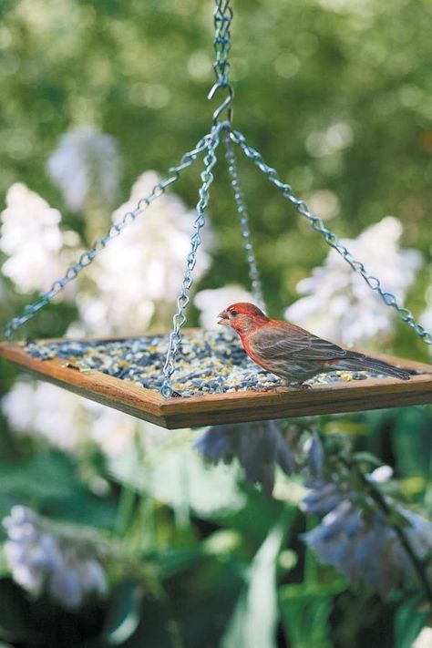 Make your own simple bird feeder with just a few supplies! Platform Bird Feeder, Bird Feeder Station, Make A Bird, Fun Experiments, Make A Bird Feeder, Barrel Projects, Homemade Bird Feeders, Bird House Feeder, Diy Bird Feeder