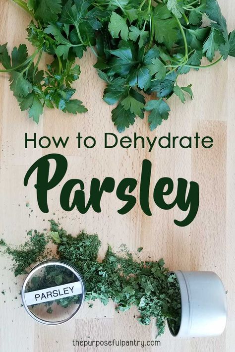 Don't let your parsley turn into a slimy mess in the fridge - learn to dehydrate parsley for your spice cabinet and food storage. #dehydrateparsley #dryparsley #foostorage #spicecabinet #herbgarden Dehydrate Parsley, Purposeful Pantry, Preserve Fresh Herbs, Dehydrating Food Storage, Drying Fresh Herbs, Parsley Recipes, Salmon Croquettes, Preserving Herbs, Dehydrated Vegetables