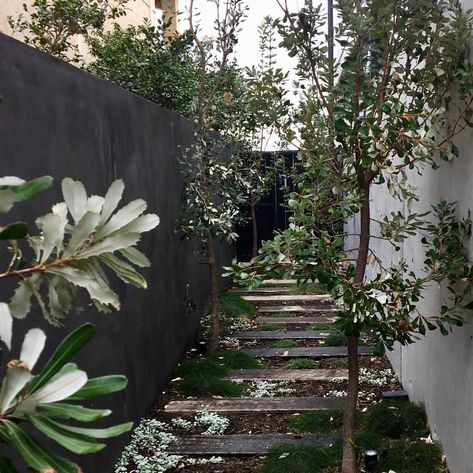 Tim Davies Landscaping on Instagram: “Recycled Railways sleepers create a staggered pathway through an avenue of Coastal banksia. A creative solution to an otherwise ordinary…” Staggered Pathway, Coastal Banksia, Dichondra Silver Falls, Banksia Integrifolia, Railway Sleepers Garden, Side Path, Sleepers In Garden, Cousin It, Outdoor Paving