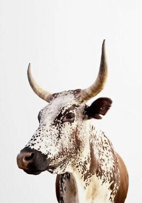 Nguni Cows, Nguni Cattle, Magical Animals, Cowboy Photography, Bull Painting, Western Photography, Cow Wall Art, Cow Pictures, Western Wall Art