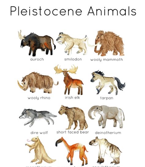 A beautiful set of twelve cards featuring hand-painted watercolor illustrations of a range of different animal species that lived during the Pleistocene era. Pleistocene Animals, Worldbuilding Inspiration, Short Faced Bear, Irish Elk, Mountain Monsters, Nice Animals, North American Animals, Inktober 2024, Horse Tail