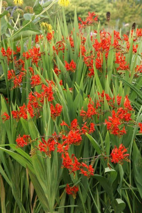 Crocosmia Lucifer, Hampton Court Palace Gardens, Orchid Show, Buy Plants Online, Plant Health, Wildlife Gardening, Plant Spacing, School Garden, Gardening Advice