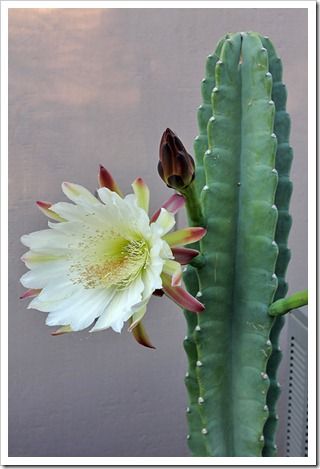 Queen Of The Night Cactus, Cactus House Plants, Diy Garden Fountains, Queen Of The Night, Arizona Landscape, Cactus Types, Cactus Painting, Cactus Flowers, Water Wise