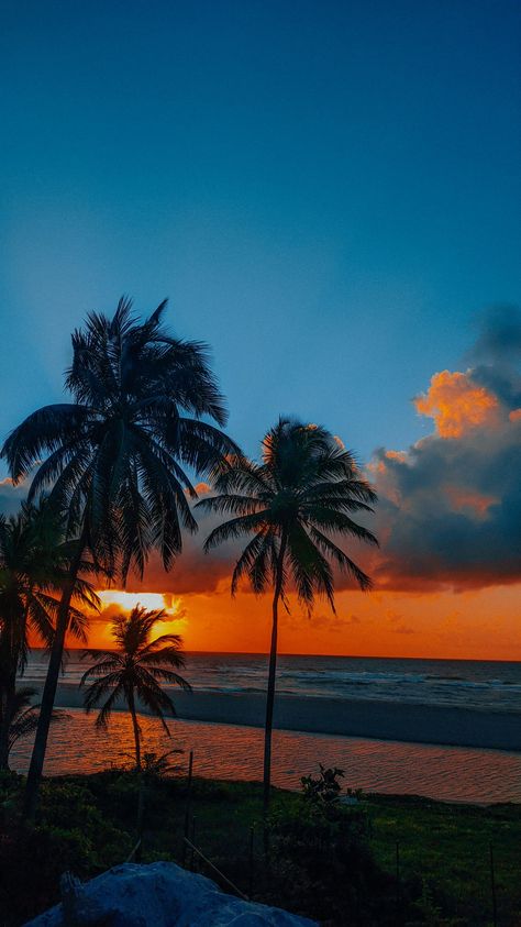 Tropical Travel, The Ocean, Palm Trees, The Sun, The Beach, Trees, Sun, Water, Travel