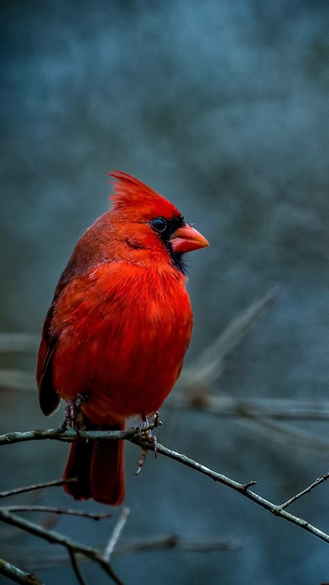 Cardinal Photos Of Birds Natural, Red Cardinal Photography, Cardinal Photography, Endless Drawing, Cardinals Wallpaper, Cardinal Birds Art, Wild Birds Photography, Card Reference, Cardinals Birds