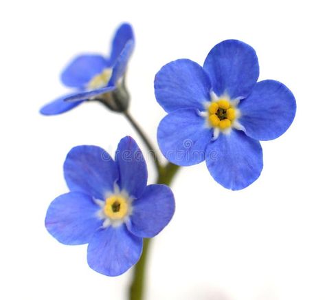 Photo about Forget-me-not Victoria Blue Flower Isolated on White Background. Image of myosotis, plant, forgetmenot - 55608425 Forget Me Not Tattoo, Forget Me Nots Flowers, Symbols Of Strength Tattoos, Buttercup Flower, Small Flower Tattoos, Retro Gaming Art, David J, Elephant Tattoos, Forget Me Not