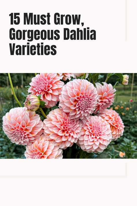 If you’re looking for the most gorgeous dahlia varieties to plant in your garden, this list includes the best dahlias to grow in your garden. Growing Dahlias, Dahlia, Flower Garden, Flowers, Plants