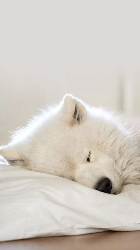 Samoyed Wallpaper Aesthetic, Samoyed Wallpaper, Dog Lockscreen, Cute Samoyed, Big Fluffy Dogs, Samoyed Puppy, Samoyed Dogs, Very Cute Dogs, Puppies And Kitties