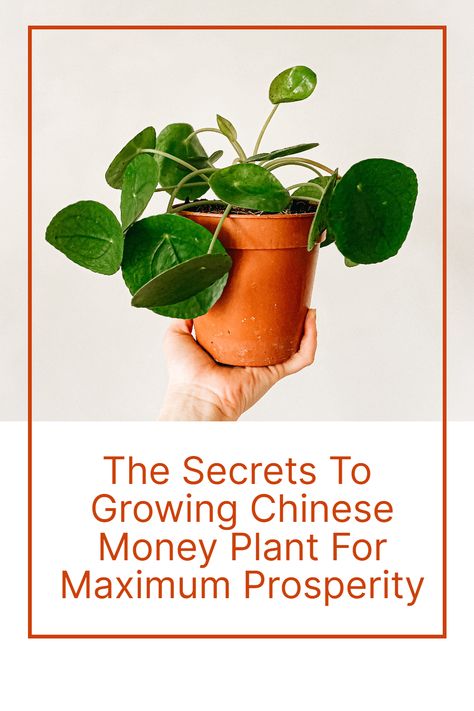 Discover the beauty and fortune of the Chinese Money Plant! With its unique coin-shaped leaves and reputation for bringing good luck and prosperity, this plant is a must-have for any home. Easy to care for and a great addition to any indoor garden, bring home the Chinese Money Plant today and watch your luck grow! #chinesemoneyplant #indoorplants #homedecor #goodluck #prosperity #gardening Japanese Money Plant, Pilea Propagation, Coin Plant, Chinese Money Plant Care, Chinese Money Tree, Money Plant Care, Chinese Money Plant, Money Plant, Soil Layers