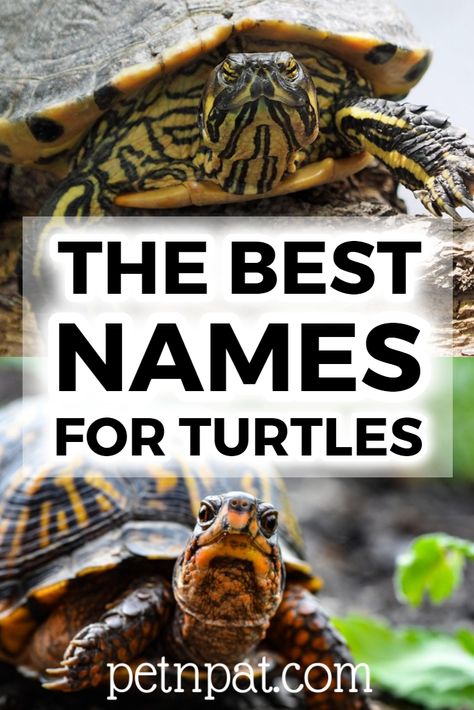 Turtle Names – Boys, Girls & Funny Names For Turtles  #turtle #pet #animal #petturtle #pets Names For Turtles, Turtle Names Ideas, Turtles Pictures, Pet Turtle Care, Turtle Diy, Turtle Pet, Good Names, Types Of Turtles, Turtle Terrarium